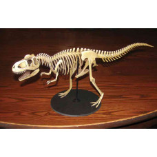 Tyrannosaurus Rex skelet