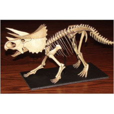 Triceratops skelet